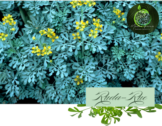 🌿Ruda (Rue)