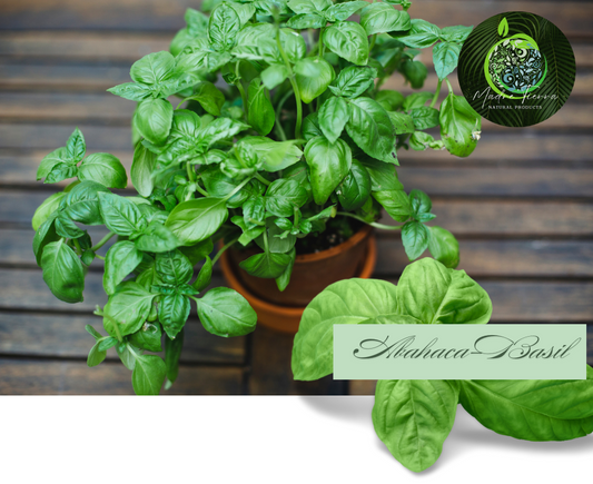 🌿 Albahaca (Basil)